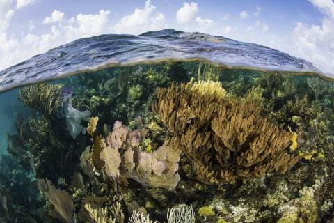 IMAGO Nature: Unsere Erde, Naturschutz, Naturschutzgebiete in Südamerika A beautiful coral reef, dominated by colorful gorgonians, grows along the edge of the Blue Hole in Lighthouse Reef in the Caribbean Sea. This reef is part of the massive Mesoamerican Reef System, the second largest barrier reef on Earth.  Copyright: EthanxDaniels StocktrekxImages ETH401686U