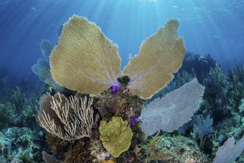 IMAGO Nature: Unsere Erde, Naturschutz, Naturschutzgebiete in Südamerika A beautiful coral reef, dominated by colorful gorgonians, grows along the edge of Turneffe Atoll in the Caribbean Sea. This reef is part of the massive Mesoamerican Reef System, the second largest barrier reef on Earth.  Copyright: EthanxDaniels StocktrekxImages ETH401707U