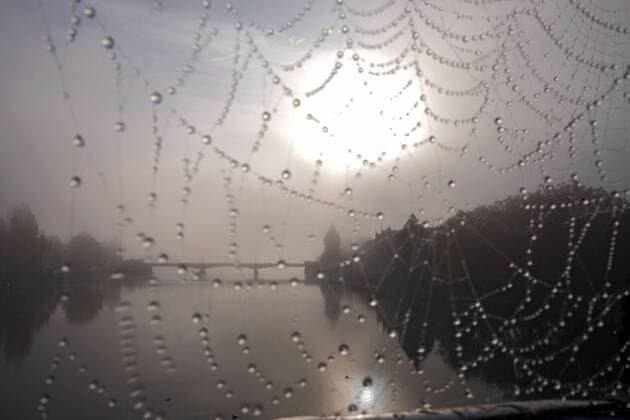 Konstanz, Morgensonne im Nebel am Seerhein, mit Spinnennetz *** Konstanz morning sun in the fog at the Seerhein with spiders web