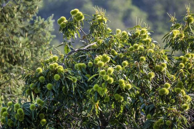 Edel-Kastanie, Edelkastanie, Ess-Kastanie, Esskastanie, Marone (Castanea sativa), mit zahlreichen gruenen Fruechten, Italien, Toskana Spanish chestnut, sweet chestnut (Castanea sativa), with immature fruits, Italy, Tuscany BLWS502273 Copyright: xblickwinkel A.xHartlx