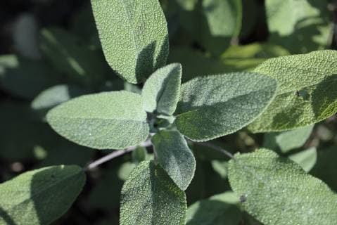 Echter Salbei, Gewoehnlicher Salbei (Salvia officinalis), Salbeiblaetter common sage, kitchen sage (Salvia officinalis), leaves BLWS503753 Copyright: xblickwinkel McPHOTO M.xBegsteigerx