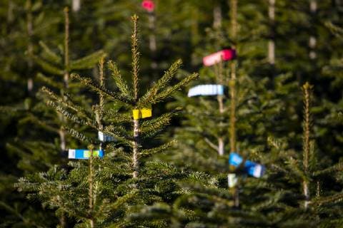 Baumschule, Weihnachtsbäume, Tannen, Tannenbaum im Sauerland, in der Nähe von Neuastenberg, Hochsauerlandkreis, NRW, Deutschland, *** Christmas trees Christmas trees Christmas tree in the Sauerland near Neuastenberg Hochsauerlandkreis NRW Germany