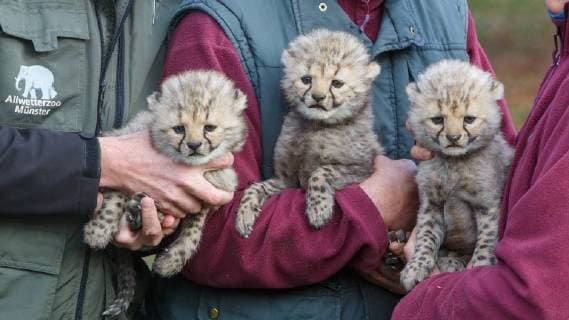 Entertainment Themen der Woche KW45 Entertainment Bilder des Tages DEU, Deutschland, Nordrhein-Westfalen, Münster, 09.11.2018: Drei auf einen Streich - Erfreulicher Zuchterfolg bei den Geparden im Allwetterzoo Münster. Pressetermin im Gepardengehege. Das Muttertier Isantya ist vom Europäischen Zuchtbuch (EEP) als genetisch wertvoll eingestuft worden. *** DEU Germany North Rhine-Westphalia Münster 09 11 2018 Three at one stroke Pleasing breeding success with cheetahs in the all-weather zoo Münster Press date in the cheetah enclosure The dam Isantya has been classified as genetically valuable by the European Herd Book EEP