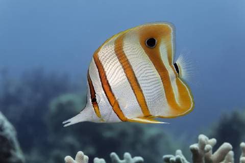  Kupferstreifen-Pinzettfisch (Chelmon rostratus), Großes Barriereriff, Pazifik, Australien, Ozeanien *** Copper Strips Pincetta Chelmon rostratus Great Barrier Reef Pacific Australia Oceania Copyright: imageBROKER/NorbertxProbst ibxnpr04776214.jpg