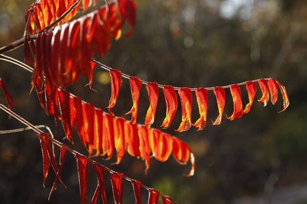 IMAGO Creative, Jahreszeit Herbst auf dem Land Herbst - autumn *** Autumn autumn  1001300442