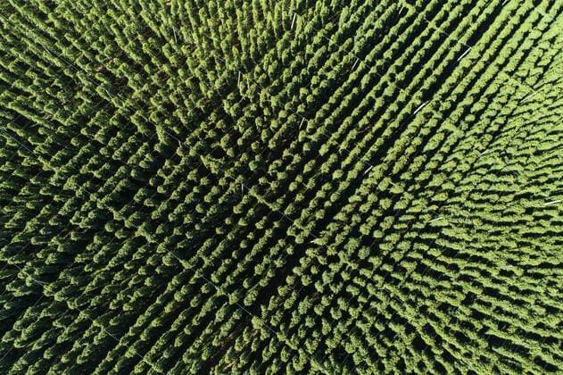 Hopfenfeld von oben - hop field from above