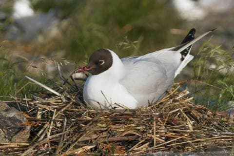 Lachmoewe, Lach-Moewe (Larus ridibundus, Chroicocephalus ridibundus), bruetet auf dem Nest, Deutschland black-headed gull (Larus ridibundus, Chroicocephalus ridibundus), breeding on its nest, Germany BLWS503903 Copyright: xblickwinkel AGAMI R.xMartinx