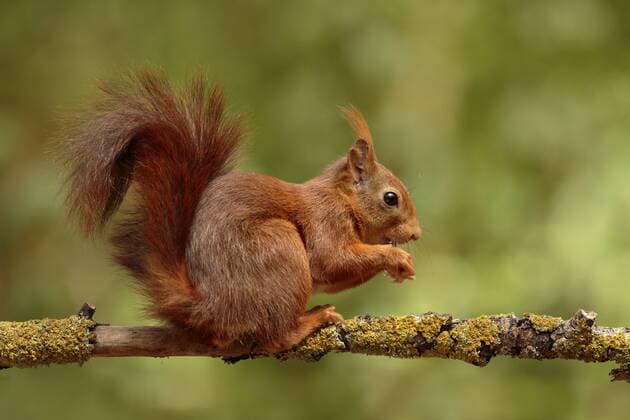Europaeisches Eichhoernchen, Eurasisches Eichhoernchen, Eichhoernchen (Sciurus vulgaris), sitzt auf einem flechtenbewachsenen Ast, Niederlande European red squirrel, Eurasian red squirrel (Sciurus vulgaris), sitting on a lichened branch, Netherlands BLWS504889 Copyright: xblickwinkel AGAMI W.xSoestbergenx