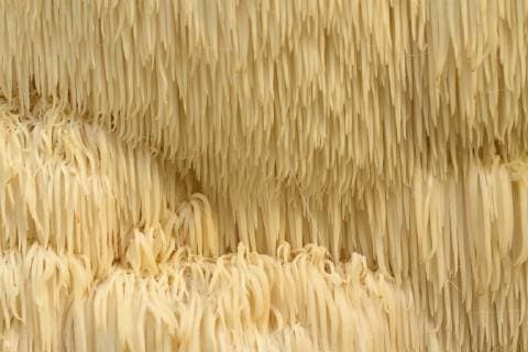 Igelstachelbart, Igel-Stachelbart (Hericium erinaceum, Hericium erinaceus), auf Totholz, Niederlande, Nordholland bearded tooth (Hericium erinaceum, Hericium erinaceus), on dead wood, Netherlands, Northern Netherlands BLWS505379 Copyright: xblickwinkel AGAMI W.xSoestbergenx