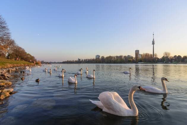 oxbow lake Alte Donau (Old Danube), Donauturm (Danube Tower), mute swans (Cygnus olor) Wien, Vienna Wien Austria 22. Donaustadt