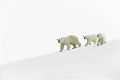  Eisbären (Ursus maritimus), Muttertier und 15 Monate alte Jungtiere laufen im Schnee, Unorganized Baffin, Baffin Island, Nunavut, Kanada, Nordamerika *** Polar bears Ursus maritimus dam and 15-month-old kittens walking in the snow Unorganized Baffin Baffin Island Nunavut Canada North America Copyright: imageBROKER/RussellxMillner iblrmi04782928.jpg