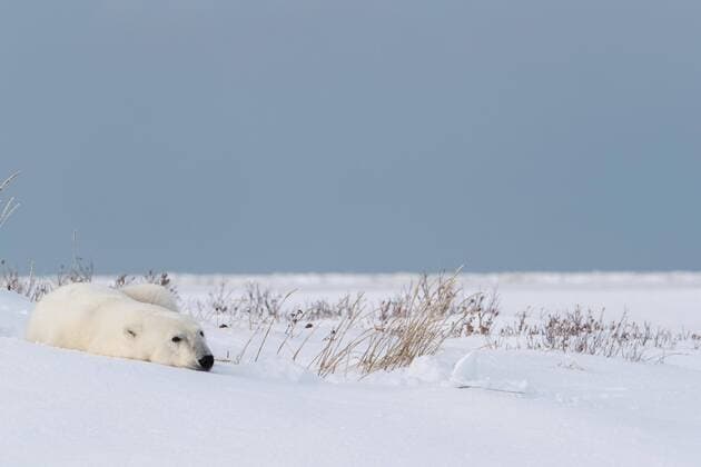 Eisbär (Ursus maritimus), junge Weichen ruht in der Sonne, im Schnee zusammengerollt, West Hudson Bay, Churchill, Manitoba, Kanada, Nordamerika Copyright: imageBROKER/RussellxMillner iblrmi04783018.jpg
