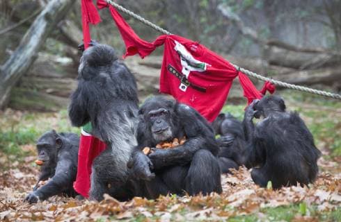 Entertainment Bilder der Woche KW47 Entertainment Bilder des Tages The Netherlands - Arnhem - Today, the chimpanzees of the Dutch royal zoo, Burgers Zoo , in Arnhem got some so called ugly Christmas sweaters filled with healthy appetizers offered by the animal carers. The Arnhem Zoo supports the initiative for the Ugly Christmas Sweater Day 2018 of Save the Children which takes place on Friday 14 December 2018. Credit: Luuk van der Lee Hollandse Hoogte  Copyright: xHollandsexHoogtex xLuukxvanxderxLeexFotografiex x84603543x