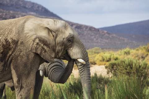 South Africa, Aquila Private Game Reserve Elephant, Loxodonta Africana  ZEF15975