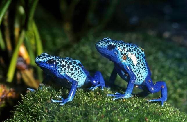 Faerberfrosch, Faerber-Frosch, Blauer Baumsteiger, Azurblauer Baumsteiger Blauer (Dendrobates tinctorius), zwei Blaue Baumsteiger auf moss dyeing poison-arrow frog, Dyeing poison frog (Dendrobates tinctorius), on moss BLWS507702 Copyright: xblickwinkel F.xHeckerx