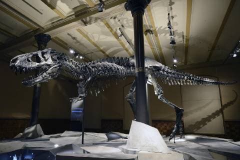 Das bis jetzt besterhaltene Skelett des Tyrannosaurus rex oder T. rex, Tristan Otto, Naturkundemuseum, Museum für Naturkunde, Berlin, Deutschland, Europa Copyright: imageBROKER/IngoxSchulz iblisb04337459.jpg