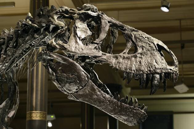 Schädel des bis jetzt besterhaltenen Skeletts des Tyrannosaurus rex oder T. rex, Tristan Otto, Naturkundemuseum, Museum für Naturkunde, Berlin, Deutschland, Europa Copyright: imageBROKER/IngoxSchulz iblisb04337480.jpg
