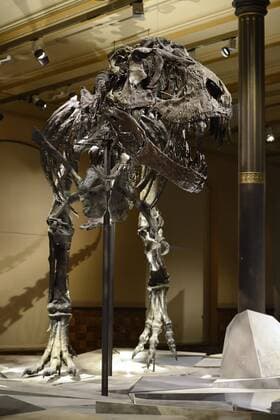 Das bis jetzt besterhaltene Skelett des Tyrannosaurus rex oder T. rex, Tristan Otto, Naturkundemuseum, Museum für Naturkunde, Berlin, Deutschland, Europa Copyright: imageBROKER/IngoxSchulz iblisb04337481.jpg