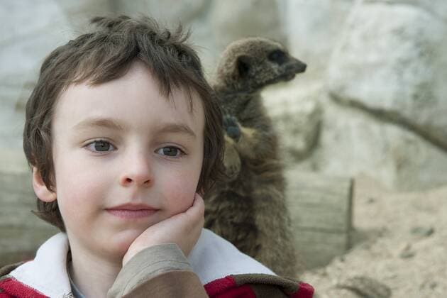 Boy in front of meerkat exhibit at the zoo  Copyright: JérômexGorin B37857626