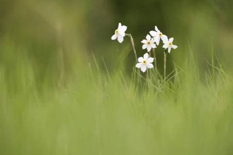 Weisse Narzisse, Dichter-Narzisse, Dichternarzisse (Narcissus poeticus), bluehend auf einer Wiese, Ungarn pheasant s-eye daffodil, pheasant s-eye narcissus, poet s narcissus (Narcissus poeticus), blooming in a meadow, Hungary BLWS508623 Copyright: xblickwinkel AGAMI R.xdexJongx
