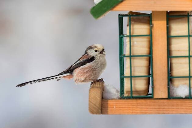 Schwanzmeise, Schwanz-Meise (Aegithalos caudatus), an Haeuschen mit Fettfutter, Deutschland long-tailed tit (Aegithalos caudatus), at feeding place, Germany BLWS509094 Copyright: xblickwinkel F.xHeckerx