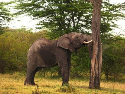 Afrikanischer Elefant (Loxodonta africana), Elefantenbulle an einem Baumstamm, Seitenansicht, Kenia, Masai Mara Nationalpark African elephant (Loxodonta africana), bull elephant at a tree trunk, side view, Kenya, Masai Mara National Park BLWS508923 Copyright: xblickwinkel S.xMeyersx