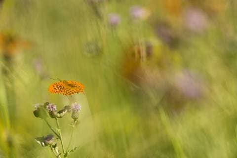 Kaisermantel, Silberstrich (Argynnis paphia), im Anflug auf eine Distel, Ungarn silver-washed fritillary (Argynnis paphia), approaching a thistle, Hungary BLWS509256 Copyright: xblickwinkel AGAMI R.xdexJongx