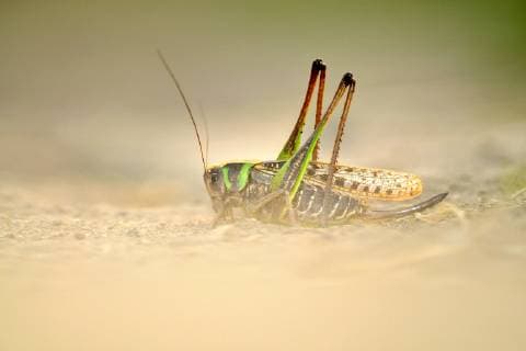 Warzenbeisser (Decticus verrucivorus), Weibchen, Ungarn wart-biter, wart-biter bushcricket (Decticus verrucivorus), female, Hungary BLWS509170 Copyright: xblickwinkel AGAMI R.xdexJongx