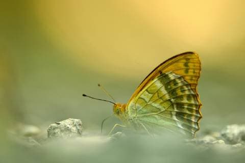 Kaisermantel, Silberstrich (Argynnis paphia), sitzt am Boden, Ungarn silver-washed fritillary (Argynnis paphia), sitting on the ground, Hungary BLWS509255 Copyright: xblickwinkel AGAMI R.xdexJongx