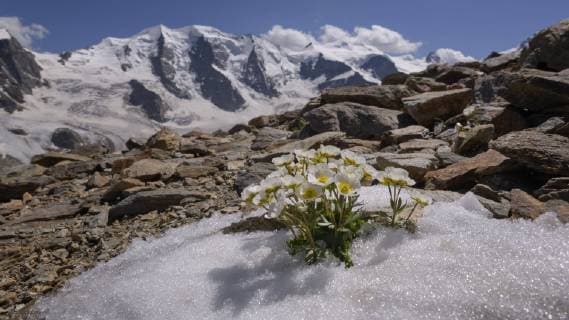 Gletscher-Hahnenfuß (Ranunculus glacialis), blühend in Schneefeld, hinten Piz Palü, Bellavista, Diavolezza, Ostalpen, Engadin, Schweiz, Europa Copyright: imageBROKER/BerndxZoller ibxbzo04796287.jpg