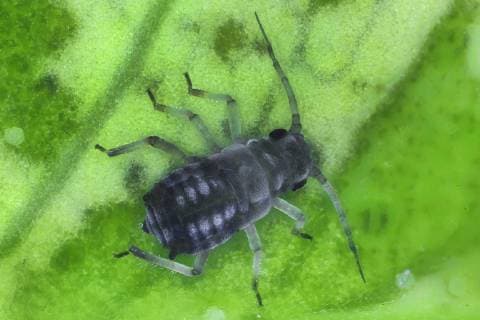 Blattlaeuse (Aphidoidea), Blattlaus auf Blatt, Makroaufnahme, Vergroesserung: x 12 bezogen auf 36 mm, Deutschland aphids (Aphidoidea), macro shot of an aphid on a leaf, x 12, Germany BLWS505249 Copyright: xblickwinkel F.xFoxx