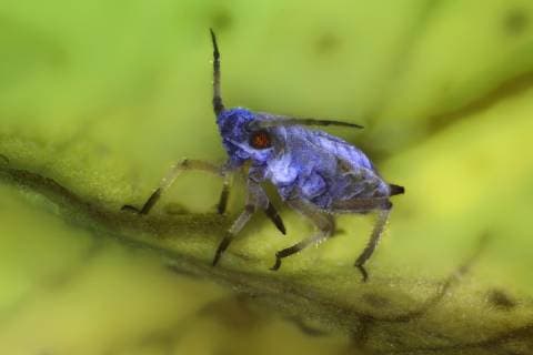 Blattlaeuse (Aphidoidea), Blattlaus auf Blatt, Makroaufnahme, Vergroesserung: x 12 bezogen auf 36 mm, Deutschland aphids (Aphidoidea), macro shot of an aphid on a leaf, x 12, Germany BLWS505250 Copyright: xblickwinkel F.xFoxx