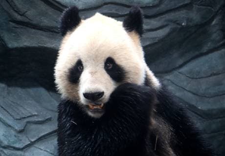 HUANGSHAN, CHINA - DECEMBER 20: A giant panda eats bamboo shoots at a panda theme park on December 20, 2018 in Huangshan, Anhui Province of China. Giant pandas Hualong and Huihui from China Conservation and Research Center for the Giant Panda in China s Sichuan Province arrived in Huangshan on Thursday. They will meet visitors after two to four weeks of adaptive phase.  Copyright: xVCGx CFP111182638044