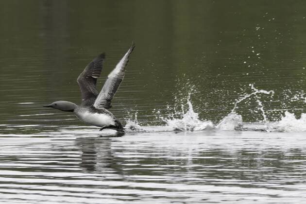 Sterntaucher startet, Gavia stellata Red-throated Diver starts, Gavia stellata McPBAS