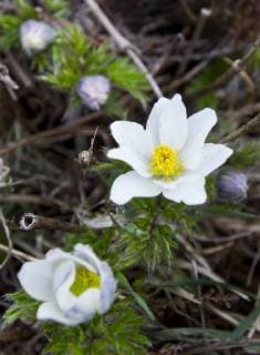 IMAGO Nature: Unsere Erde, Pflanzen: Bedrohte Planzenarten in Deutschland Eine Brockenanemone (Pulsatilla alba) blueht am Dienstag (18.05.10) im Brockengarten. Vor 120 Jahren wurde der Grundstock fuer die Pflanzensammlung auf dem hoechsten Berg Norddeutschlands gelegt. Zu besichtigen sind zahlreiche Hochgebirgspflanzen aus aller Welt. Seit 1990 ist der Garten wieder fuer Besucher offen. Schierke Sachsen-Anhalt Deutschland *** A Brockenanemone Pulsatilla alba blooms on Tuesday 18 05 10 in the Brocken Garden 120 years ago the foundation for the plant collection was laid on the highest mountain in Northern Germany Numerous high mountain plants from all over the world can be seen Since 1990 the garden has been open to visitors again Schierke Sachsen Anhalt Germany
