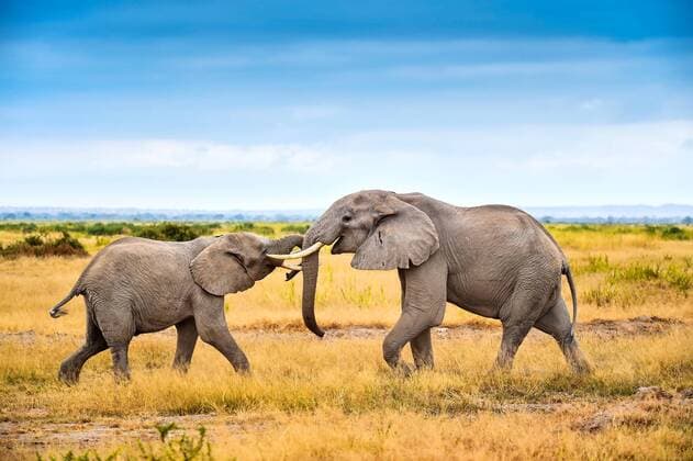 KENYA - JULY 25: African elephants (Loxodonta africana) on the grassland on July 25, 2018 in Kenya.  Copyright: xVCGx CFP111183543677