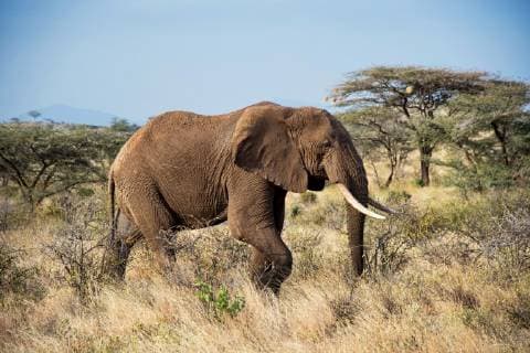 KENYA - JULY 25: African elephant (Loxodonta africana) on the grassland on July 25, 2018 in Kenya.  Copyright: xVCGx CFP111183543679
