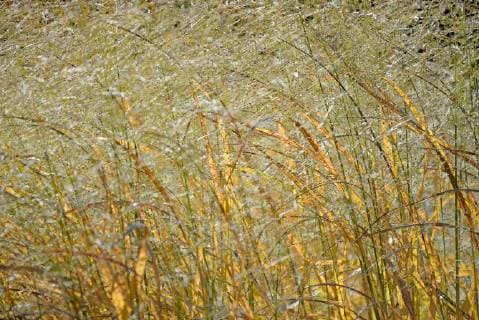  Rutenhirse (Panicum virgatum) im Gegenlicht, Herbstfärbung, Nordrhein-Westfalen, Deutschland, Europa *** Rutenhirse Panicum virgatum in backlight autumn colouring North Rhine-Westphalia Germany Europe Copyright: imageBROKER/Frederik ibxrba04802057.jpg
