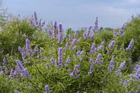  Mönchspfeffer (Vitex agnus-castus), Nationalpark Skutarisee, Montenegro, Europa *** Monk Pepper Vitex agnus castus National Park Lake Skadar Montenegro Europe Copyright: imageBROKER/MartinxSiepmann ibxman04805311.jpg
