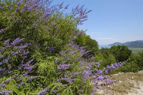  Mönchspfeffer (Vitex agnus-castus), Nationalpark Skutarisee, Montenegro, Europa *** Monk Pepper Vitex agnus castus National Park Lake Skadar Montenegro Europe Copyright: imageBROKER/MartinxSiepmann ibxman04805312.jpg