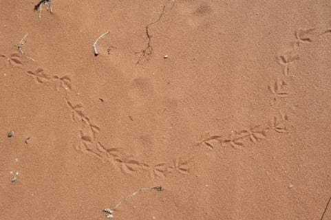 Bilder der Erde Bird tracks in sand, full frame  Copyright: JérômexGorin B09010931