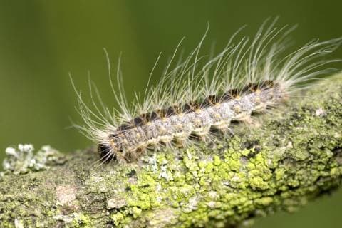 Eichenprozessionsspinner, Eichen-Prozessionsspinner (Thaumetopoea processionea), Niederlande oak processionary moth (Thaumetopoea processionea), Netherlands BLWS511112 Copyright: xblickwinkel AGAMI H.xBouwmeesterx