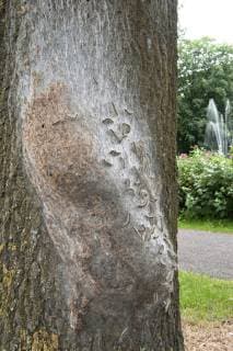Eichenprozessionsspinner, Eichen-Prozessionsspinner (Thaumetopoea processionea), Niederlande oak processionary moth (Thaumetopoea processionea), Netherlands BLWS511123 Copyright: xblickwinkel AGAMI H.xBouwmeesterx