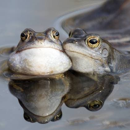 Moorfrosch, Moor-Frosch (Rana arvalis), im Wasser, Niederlande, Overijssel moor frog (Rana arvalis), in water, Netherlands, Overijssel BLWS511226 Copyright: xblickwinkel AGAMI H.xBouwmeesterx