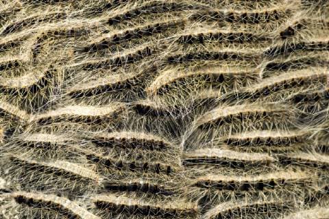 Eichenprozessionsspinner, Eichen-Prozessionsspinner (Thaumetopoea processionea), Niederlande oak processionary moth (Thaumetopoea processionea), Netherlands BLWS511116 Copyright: xblickwinkel AGAMI H.xBouwmeesterx