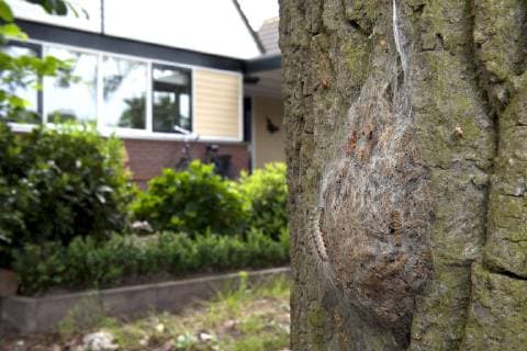 Eichenprozessionsspinner, Eichen-Prozessionsspinner (Thaumetopoea processionea), Niederlande oak processionary moth (Thaumetopoea processionea), Netherlands BLWS511120 Copyright: xblickwinkel AGAMI H.xBouwmeesterx