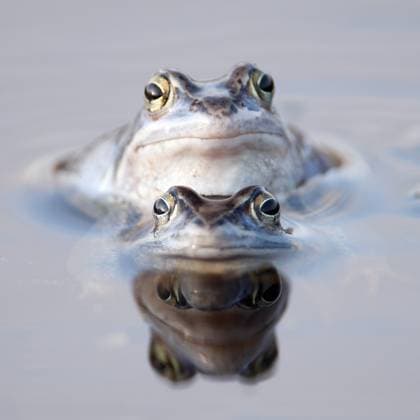 Moorfrosch, Moor-Frosch (Rana arvalis), Maennchen im Wasser, Niederlande, Overijssel moor frog (Rana arvalis), mal in water, Netherlands, Overijssel BLWS511223 Copyright: xblickwinkel AGAMI H.xBouwmeesterx
