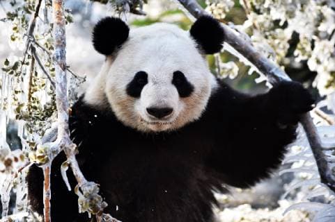 (190106) -- JINAN, Jan. 6, 2019 -- Giant panda Ya Shuang enjoys itself at the Wild World Jinan in Jinan, capital of east China s Shandong Province, Jan. 6, 2019. Giant pandas enjoy themselves here in winter. ) CHINA-JINAN-WINTER-GIANT PANDA (CN) WangxKai 