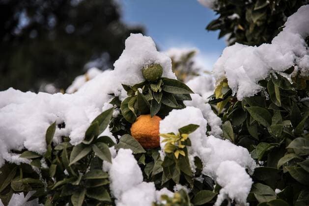 News Themen der Woche KW02 News Bilder des Tages The weather phenomenon Tilemachos with snowfall even at the beach of Nea Artaki Chalkida on the island Euboea on January 8, 2019 Orange trees suffer from the snow load