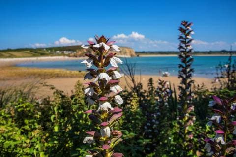 Weicher Akanthus (Acanthus mollis), bluehend bear s breech (Acanthus mollis), blooming BLWS511959 Copyright: xblickwinkel W.xWillnerx